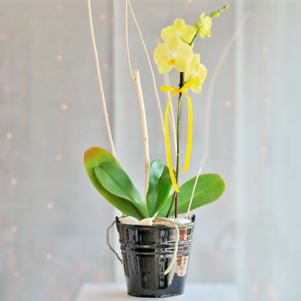 Phalaenopsis Yellow Orchid