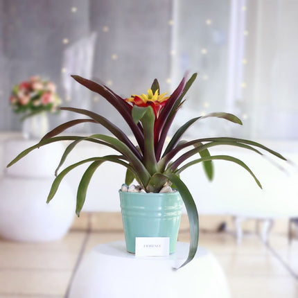 Bromelia Guzmania