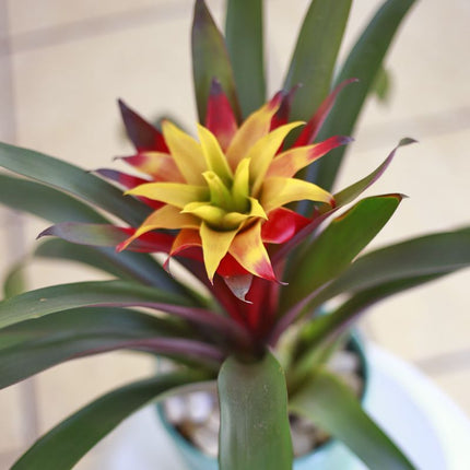 Bromelia Guzmania