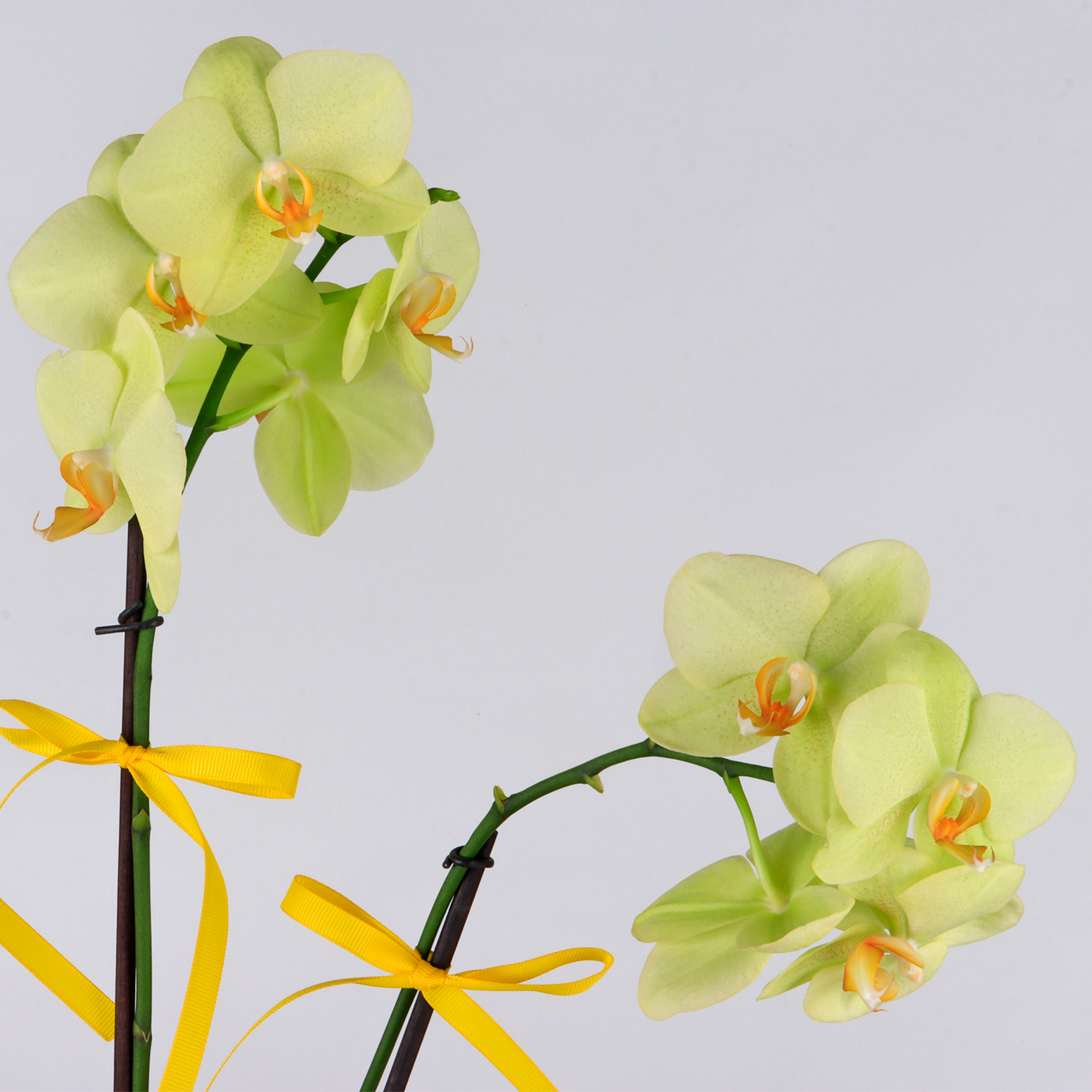 Orquídea en Jardín de Flores