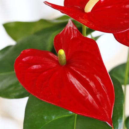 Anthurium