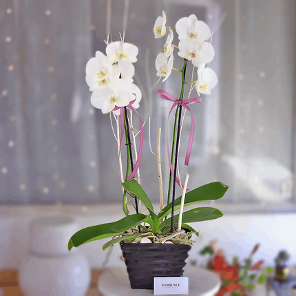 Orquídea Phalaenopsis