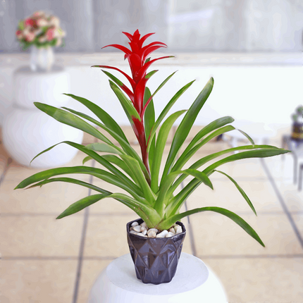 Bromelia