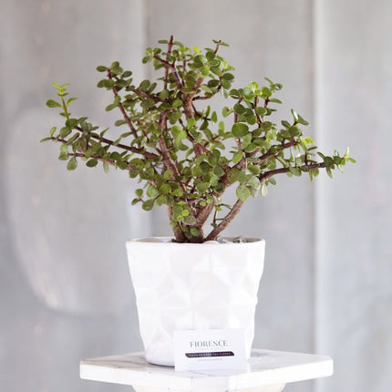 Jade Plant