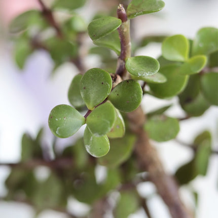 Jade Plant